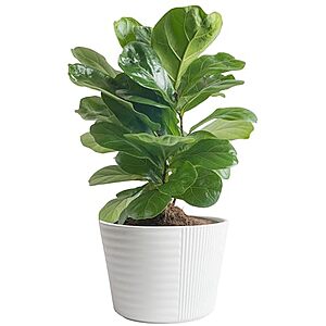 $18.66: Costa Farms Live Indoor Plant (Fiddle Leaf Fig Tree)