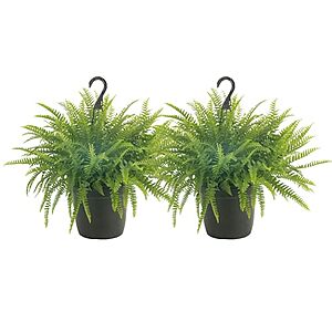 $34.86: Costa Farms Ferns (2 Pack), 16-Inches Tall