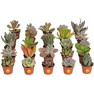 $30.38: Costa Farms Various Succulents Indoor Plants 25-Pack, Grower's Choice, 2-Inches Tall at Amazon