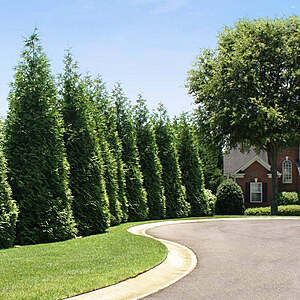 Thuja Green Giant 1-2' Evergreen Privacy Trees, 2 for $19.95 + Free Shipping over $129