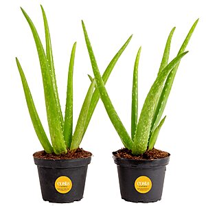 2-Count 12" Costa Farms Aloe Vera Live Succulent Plants $12.82 ($6.41 each) + Free Shipping w/ Prime or on $25+