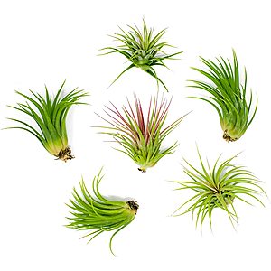 6-Pack Live Low-Light Air Plants $13 at Amazon
