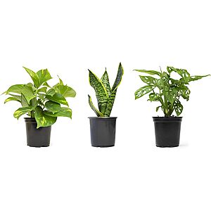 Altman Plants: 4-Pack 7"-10.5" Live Classic Houseplant Collection $21.07 & More + Free Shipping with Prime