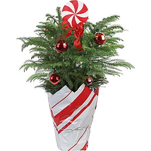 18"-20" Costa Farms Decorated Norfolk Island Pine Christmas Tree: Candy Cane $19.20, Holiday Bows $22.10 & More + Free Shipping w/ Prime or on $35+