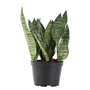 Costa Farms Live Plants: Snake Plant 12" in Grower Pot $9 at Walmart + Free S&H on $35+