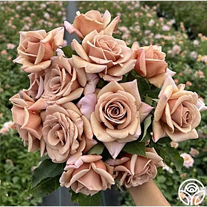 Heirloom Roses - Discount code PRESIDENT worth 20% - 30% off - Free shipping at $100