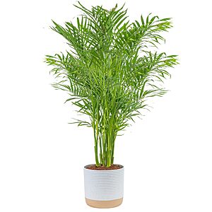 Prime Members: 3'-4' Costa Farms Cat Palm Tree Live Indoor Houseplant $29.02 & More + Free Shipping
